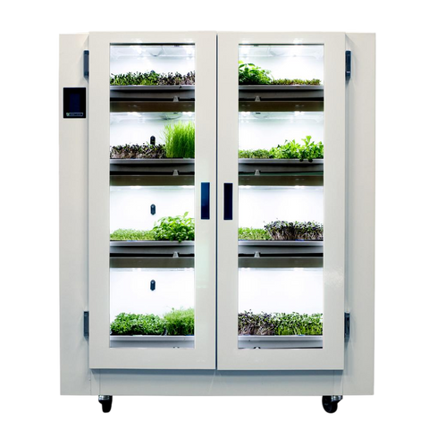 Nursery | BC Northern Lights / Urban Cultivator